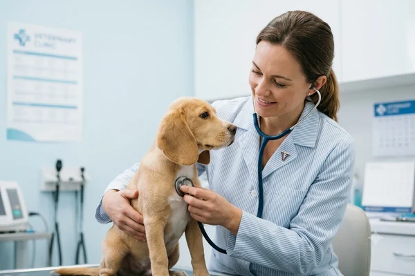 Consulta veterinaria